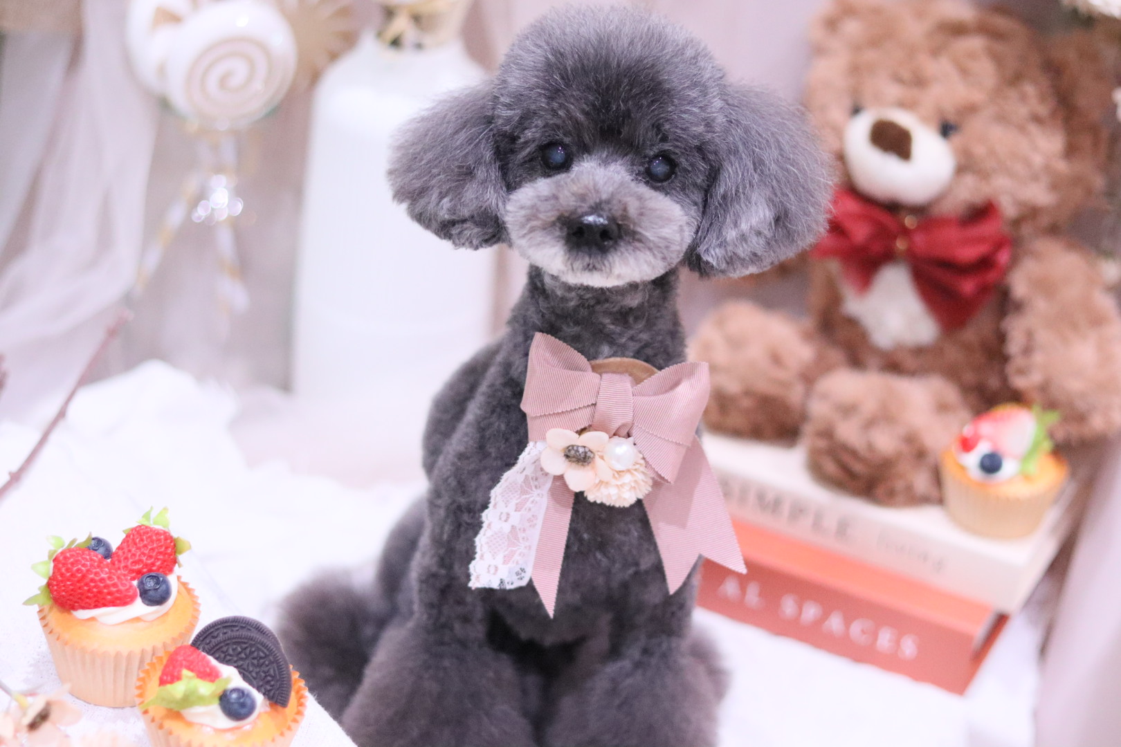 シニアちゃんに寄り添うプライベートトリミング｜大阪市東住吉区のトリミングならBe latte petit salon