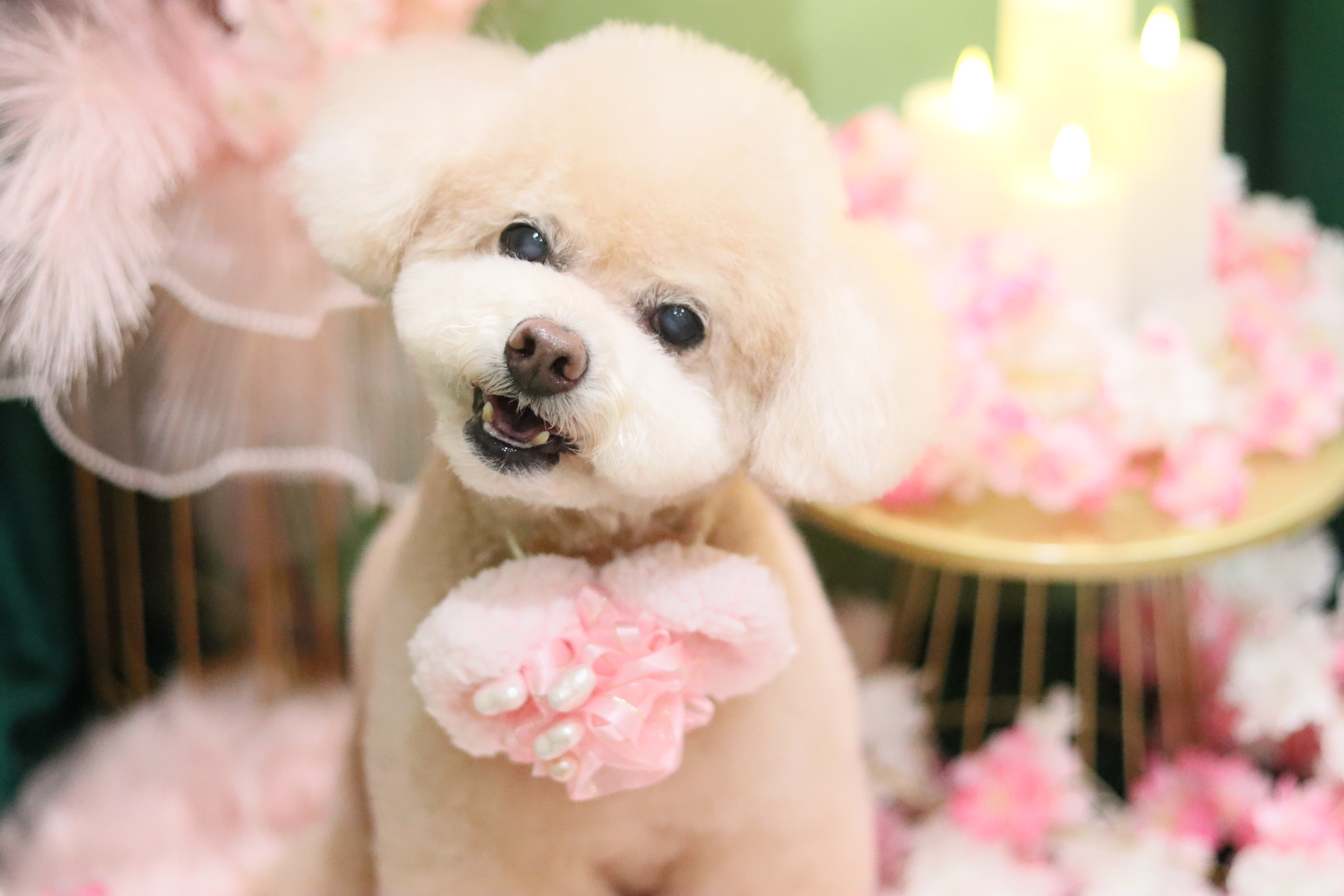 貸し切りサロン×うちの子が主役の撮影ブース│大阪市東住吉区のトリミングならBe latte petit salon