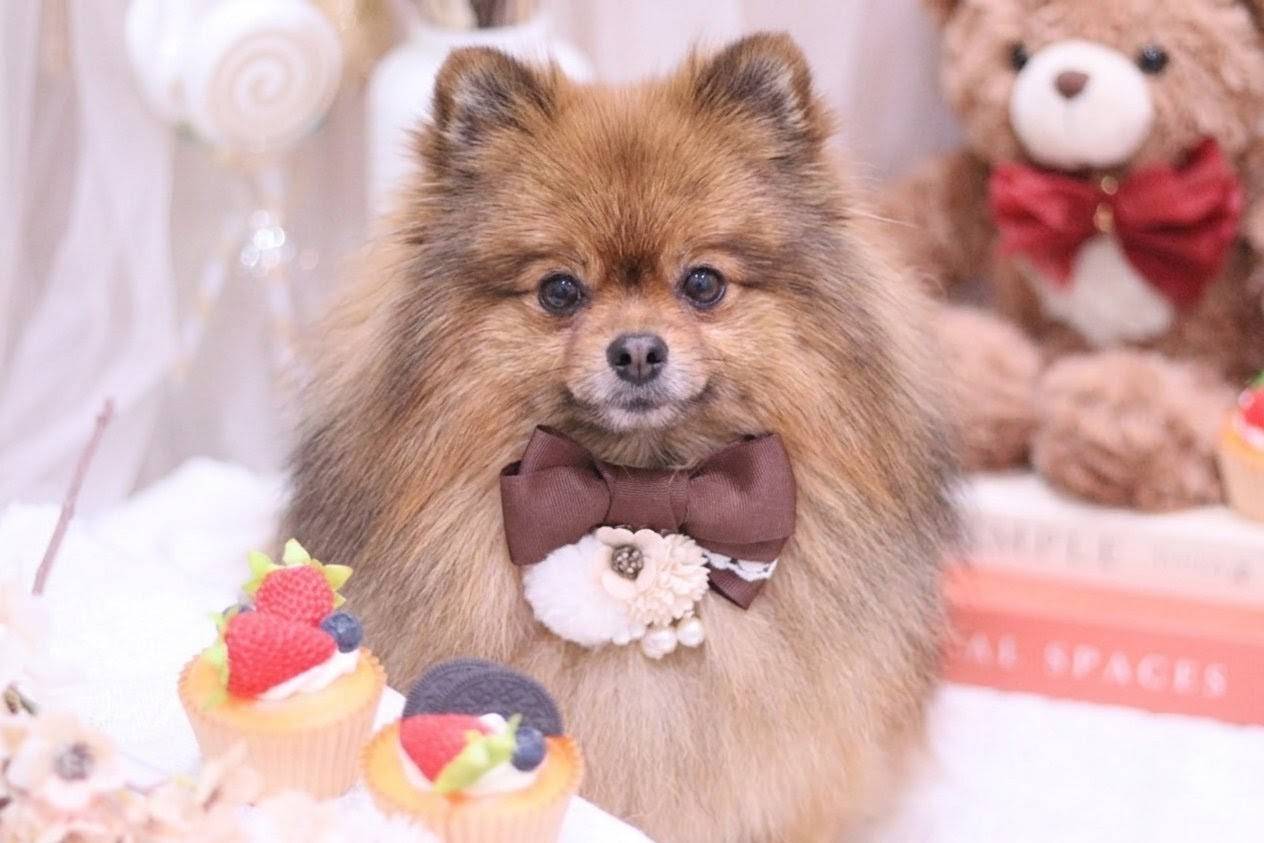 ポメラニアンのふわふわを守るトリミング｜大阪市東住吉区のトリミングならBe latte petit salon