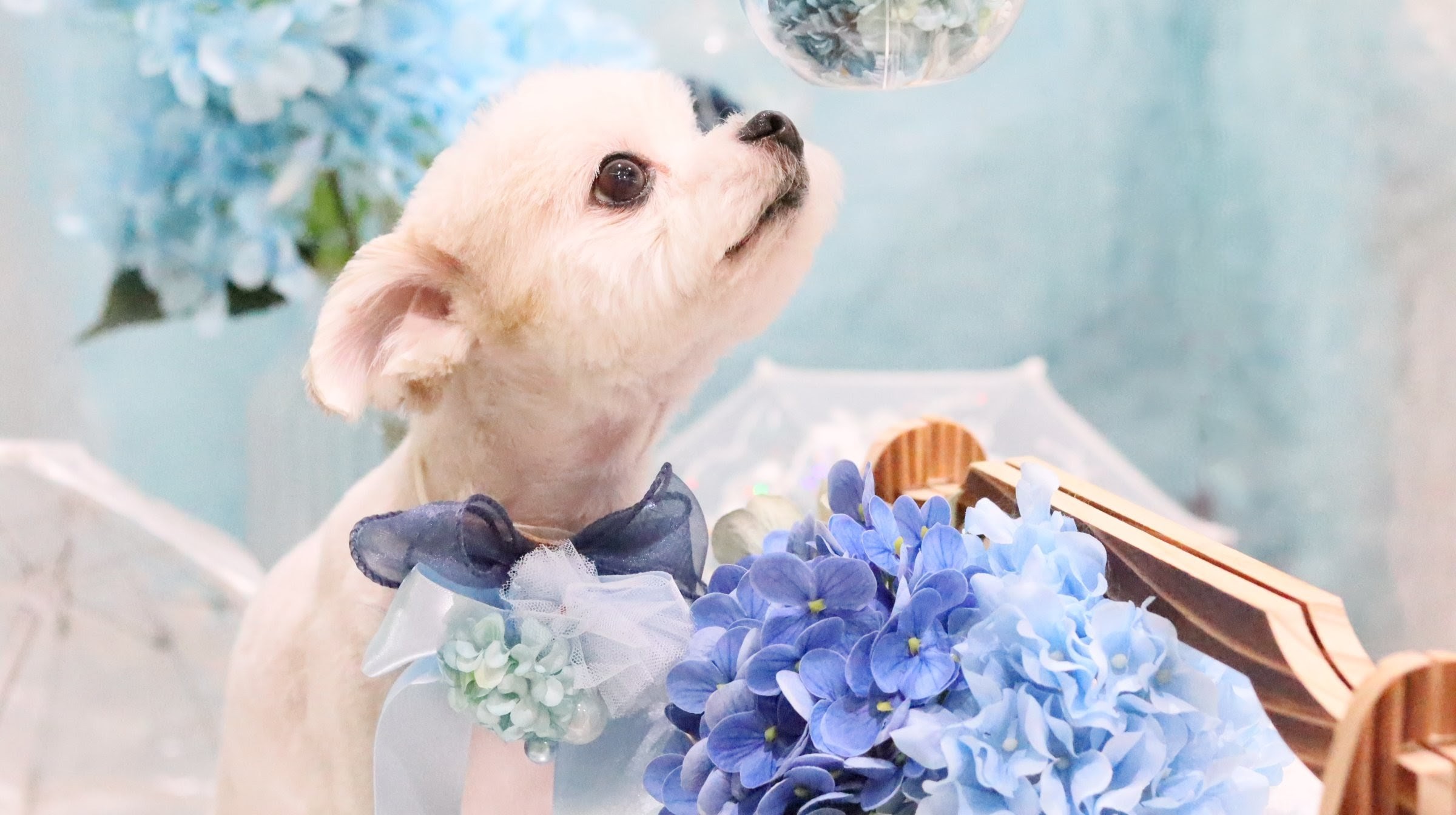 愛犬の『今の悩み』に寄り添うオプションメニュー｜大阪市東住吉区のトリミングならBe latte petit salon