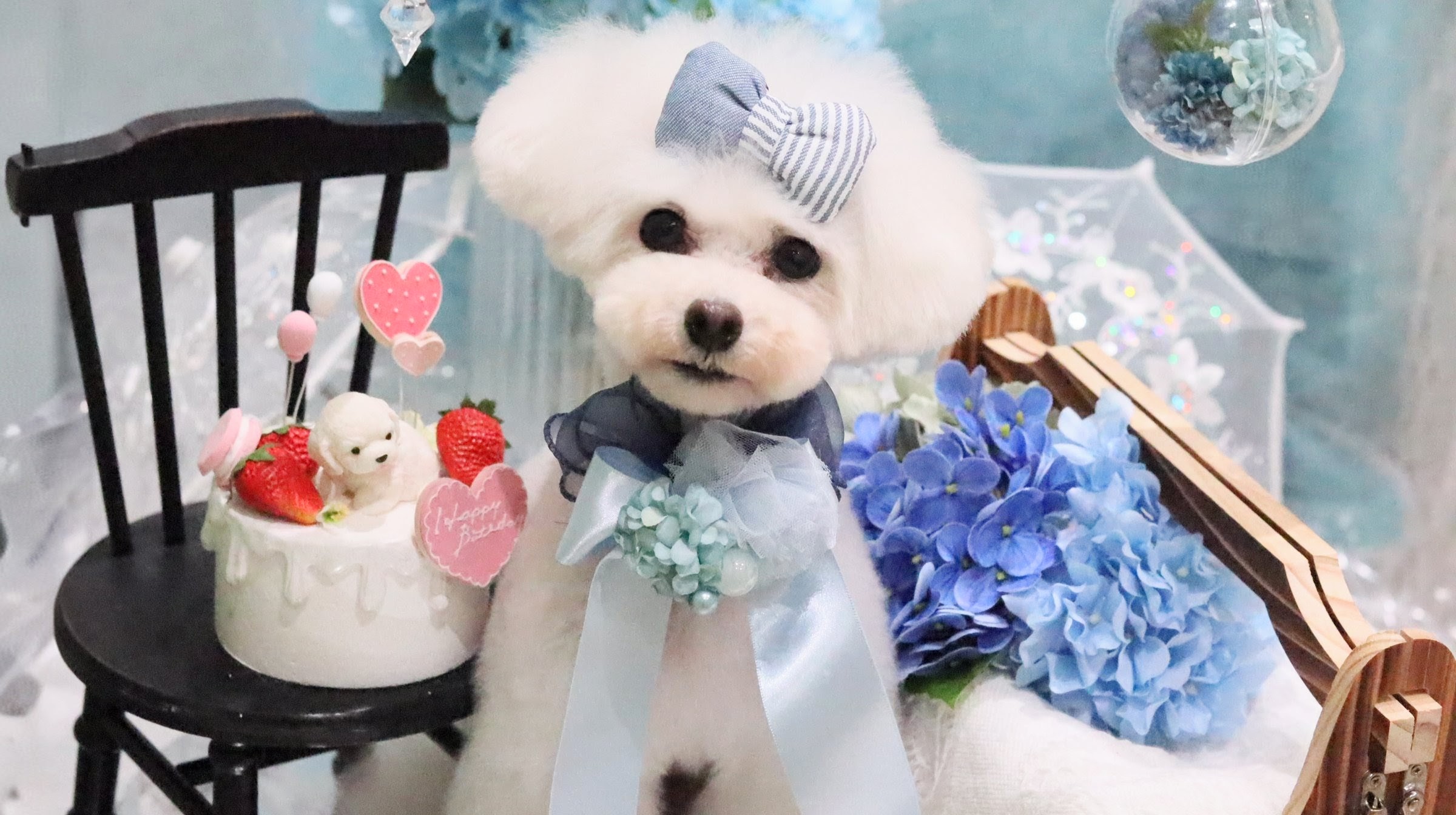 年に1度のお祝い♡愛犬のバースデーフォト｜大阪市東住吉区のトリミングならBe latte petit salon